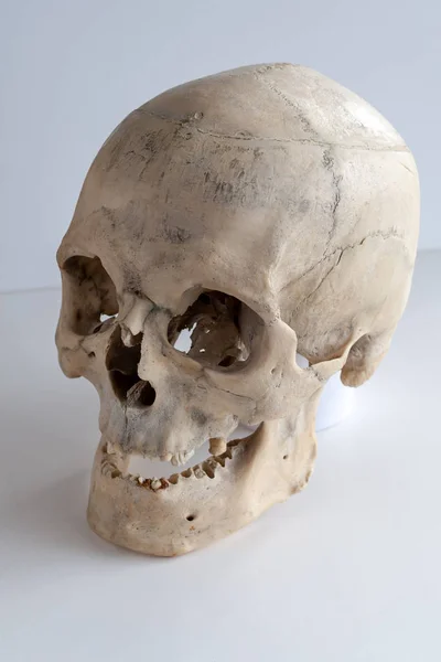 배경에 인간의 두개골의 — 스톡 사진