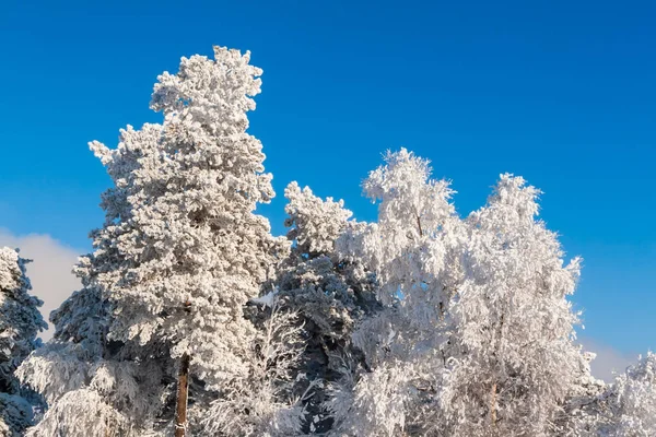 White, snow-capped trees against the blue sky on a frosty day.