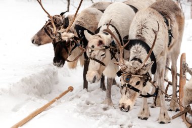 Geleneksel tatil Sibirya halklarının. Reindeers ekibi