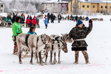 Aborijin başlatmak için Ren geyiği oluşan bir ekip hazırlanıyor.