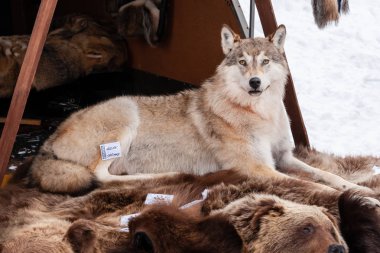 Fuarda doldurulmuş kurt tarafından satılan.