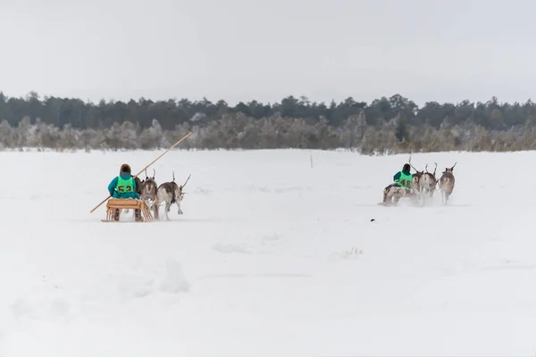 Traditionele herten race. — Stockfoto