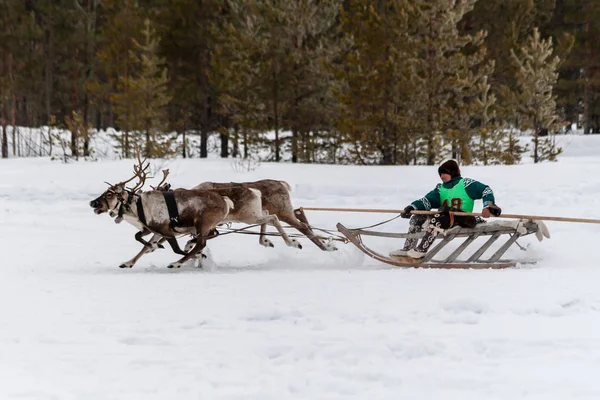 The rapid run of a reindeer sleigh. — Stock Photo, Image