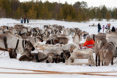 Bir yarıştan sonra dinlenme geyikler.