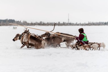 Ren geyiği takım en başından sonra başarısız oldu..