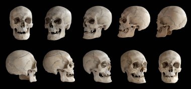 İnsan anatomisi. İnsan kafatası. Kafatası rotasyonlar topluluğu