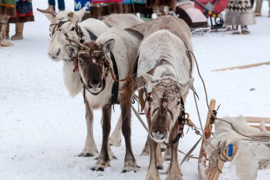 Reindeers ekibi.