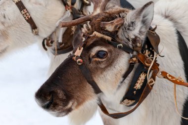 Reindeers ekibi.