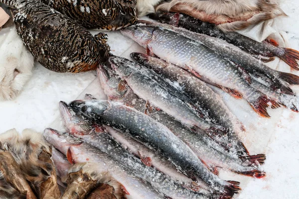 Balık kış yakalamak. Dondurulmuş Pike Satılık. — Stok fotoğraf