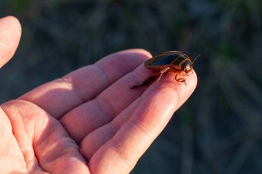 Bir yırtıcı dalış böceği (Dytiscidae) entomologis elinde, cl
