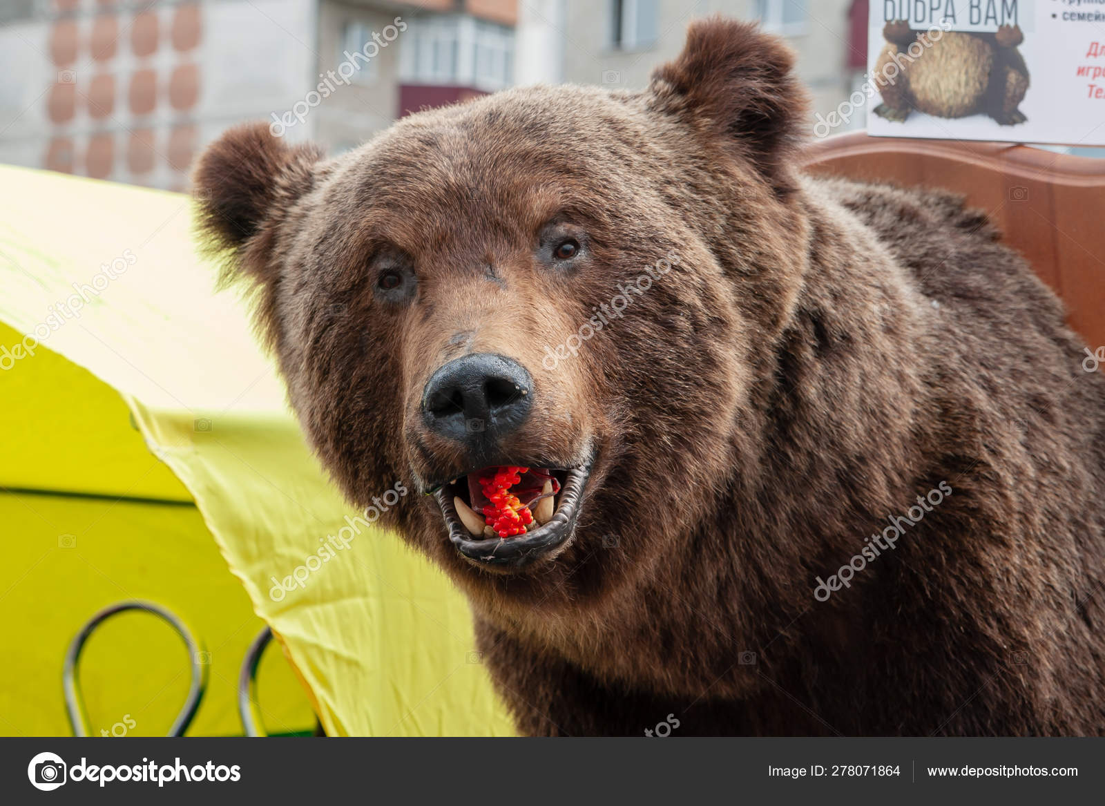 stuffed bear head