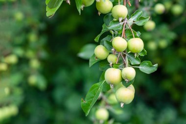 Koyu yeşil arka plan üzerinde bir dal üzerinde yeşil elma, yakın çekim