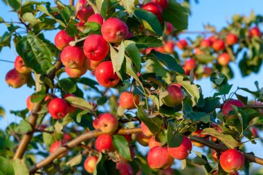 Dalda birçok kırmızı olgun elma