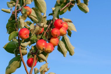 Bir dalüzerinde kırmızı elma, mavi berrak gökyüzüne karşı