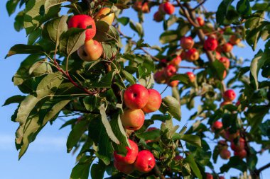 Dal üzerinde olgun kırmızı lezzetli elma lots, yakın