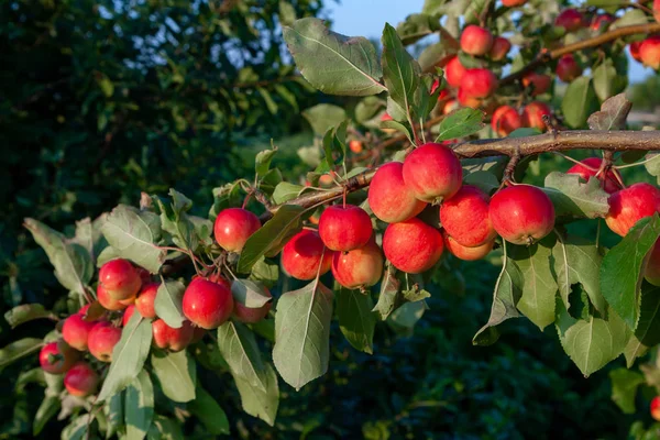 Много спелых красных вкусных яблок на ветке, крупным планом — стоковое фото