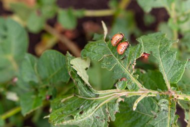 Colorado patates böceği larvaları tarafından hasar gören patates çalısı.