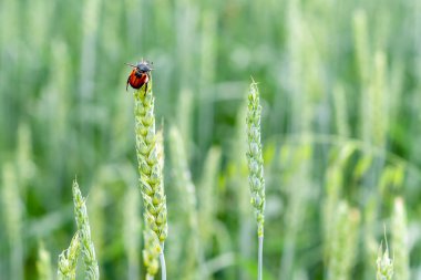 Anisoplia austriaca buğday Yeşil kulakları üzerinde bir tahıl haşere olduğunu