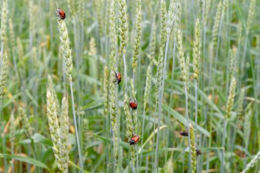 Anisoplia austriaca buğday Yeşil kulakları üzerinde bir tahıl haşere olduğunu