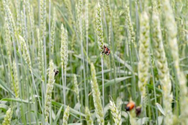 Anisoplia austriaca buğday Yeşil kulakları üzerinde bir tahıl haşere olduğunu