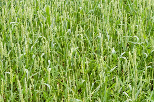 Фрагмент зеленого пшеничного поля як сільськогосподарський фон — стокове фото