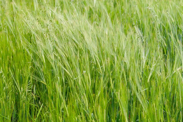 Um fragmento de um campo de centeio verde como fundo agrícola — Fotografia de Stock