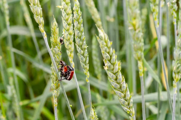 アニソクリア・オーストリアカは小麦の緑の耳に穀物の害虫です — ストック写真