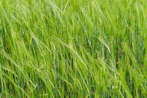 A fragment of a green rye field as an agricultural background — Stock Photo, Image