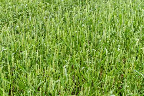 Фрагмент зеленого пшеничного поля як сільськогосподарський фон — стокове фото