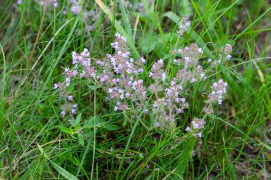 Yaz öğleden sonra yakın çekim çim arasında bir çayır kekik çalı.