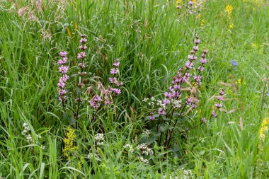 Phlomoides tuberosa Lamiac bir çok yıllık çiçekli bitki