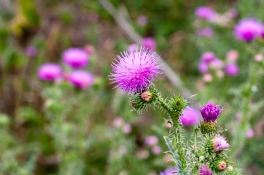 Bulanık bir arka plan üzerinde Güzel Carduus çiçek. 