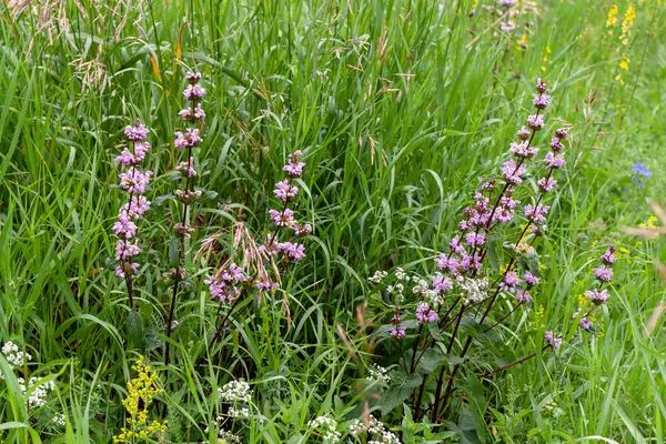 Phlomoides tuberosa es una planta perenne con flores del Lamiac. —  Fotos de Stock