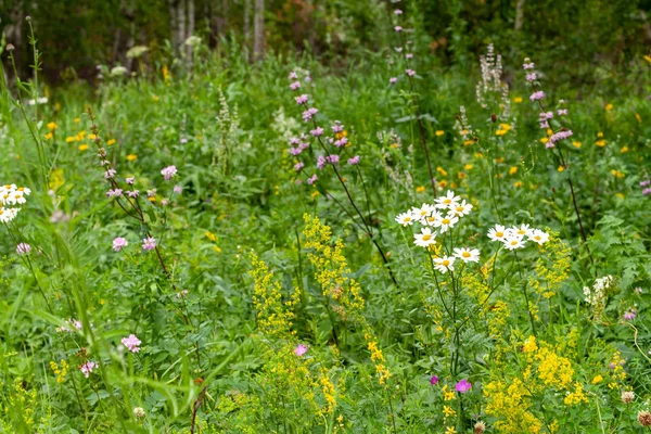 Friss fű és virágok a Réti növények szélén a mellső — Stock Fotó