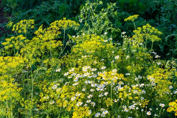 Fényes Virágzata Dill-Anethum graveolens és Matricaria c — Stock Fotó