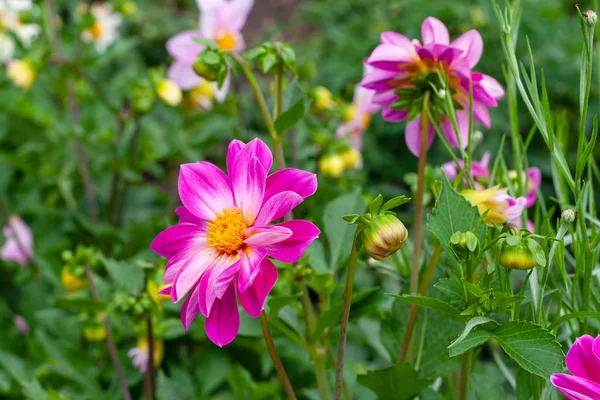Dalias rosadas florecientes en el jardín. —  Fotos de Stock