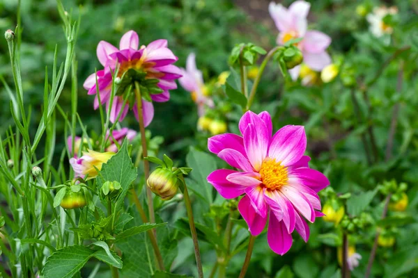 정원에 피어 있는 분홍빛 데이지 꽃. — 스톡 사진