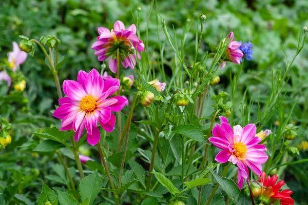 Blomstrende lyserøde dahliaer i haven. - Stock-foto