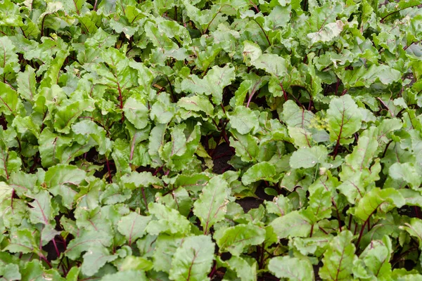 Green leaves of young beets in the garden. — Stock Photo, Image