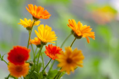 Bulanık bir arka plan üzerinde turuncu ve sarı calendula çiçekler. Sel