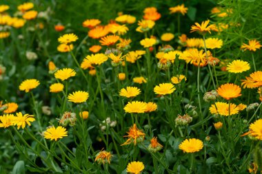 Calendula Neşeli çiçekler. Turuncu ve sarı akan çiçek tarhı