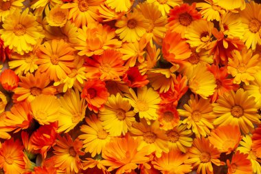 Calendula neşeli bir çiçektir. Sarı ve turuncu calendula çiçeği