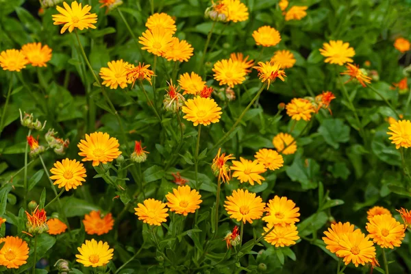 Calendula. Des fleurs joyeuses. Floraison à flux orange et jaune — Photo