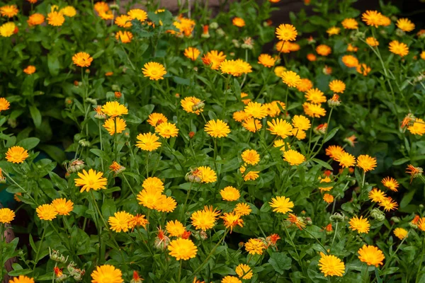 Calendula. Des fleurs joyeuses. Floraison à flux orange et jaune — Photo