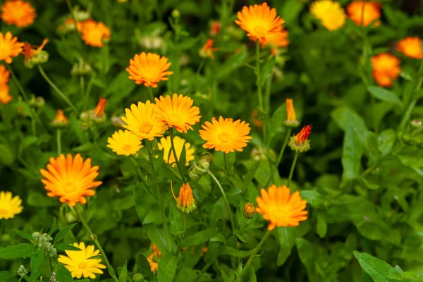 カレンデュラジョイフルの花。オレンジと黄色の流れと花壇 — ストック写真