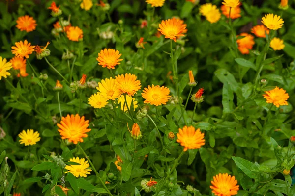Calendula Fleurs joyeuses. Floraison avec flowe orange et jaune — Photo