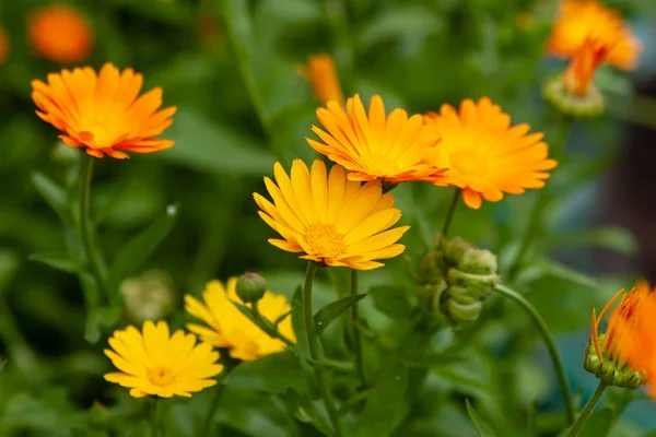 カレンデュラのオレンジと黄色の花がクローズアップ。カレンデュラは — ストック写真