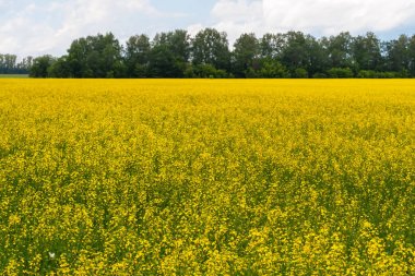 Koyu tr bir arka plan karşı parlak sarı tarım alanı