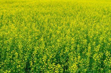 Bir arka plan olarak aktif olarak çiçek açan kolza sarı bir alan.