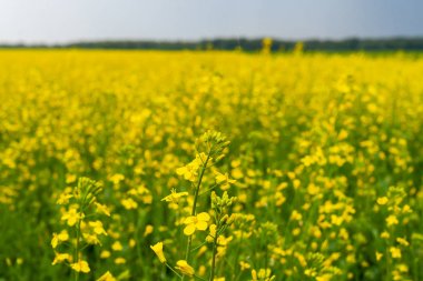 Çiçekli kolza yakın çekim.